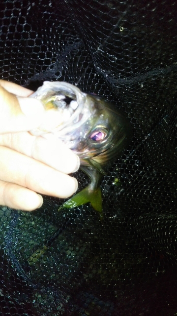 久しぶりのキャロアジ