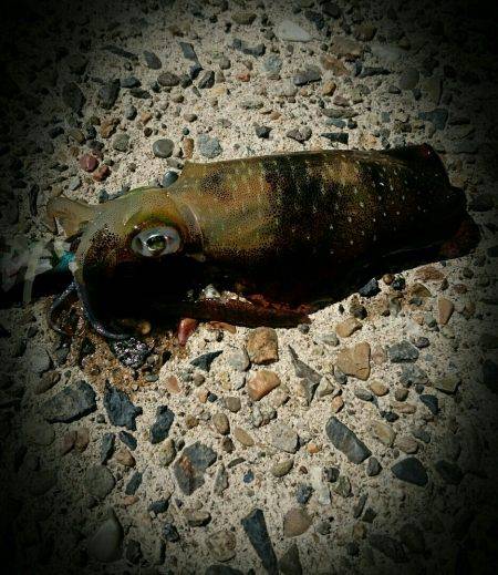 エギングで新子