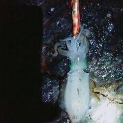 こけて死にかけエギング