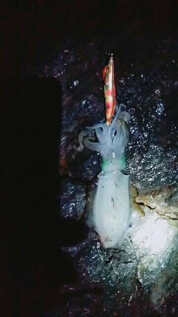 こけて死にかけエギング