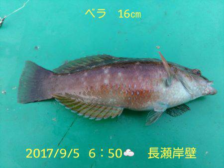 笑転爺の釣日記　9月5日☁　長瀬岸壁