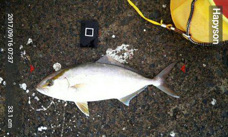 湾内でカンパチアオリイカが釣れています。