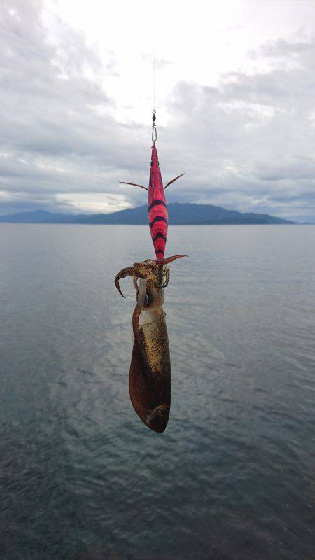 サイズダウンしてます