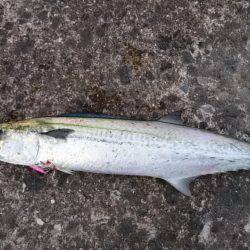 数釣り出来ず…