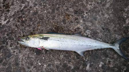 数釣り出来ず…