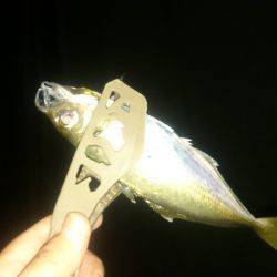 久しぶりです アジング。