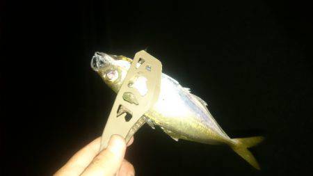 久しぶりです アジング。