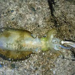 久美浜～宮津矢原エギング