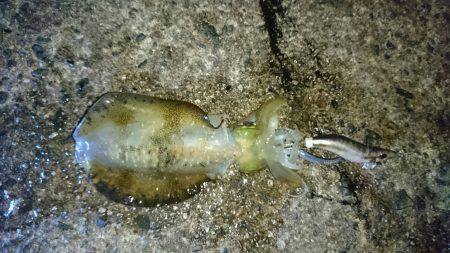 久美浜～宮津矢原エギング