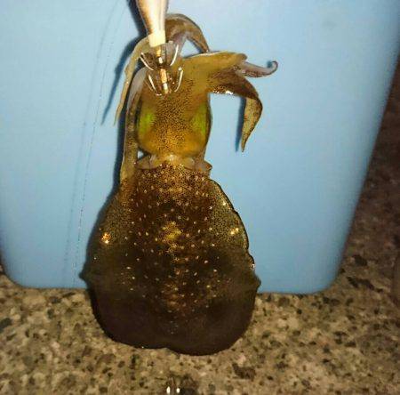 長江～竹野エギング