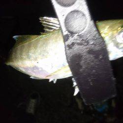 横須賀アジング