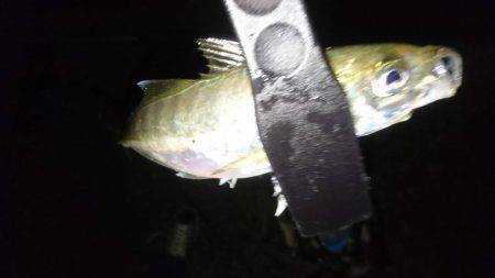 横須賀アジング