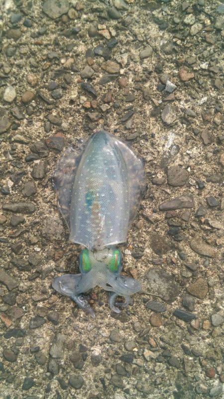 三重県秋イカ調査