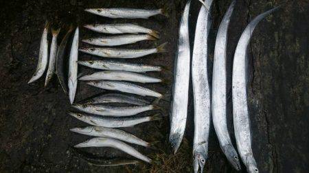 タチウオとカマス