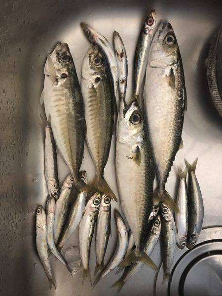 アジサバイワシ