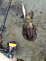 今日は渋かった