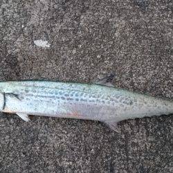 サワラとマルアジ