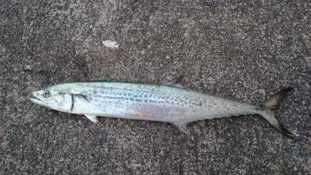 サワラとマルアジ