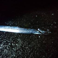 イカ狙いがタチウオとハモ