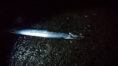 イカ狙いがタチウオとハモ