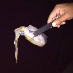 エギング外浦ランガン