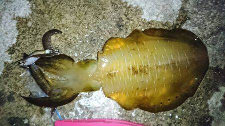 林崎でアオリイカ