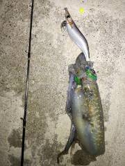 午後からエギング