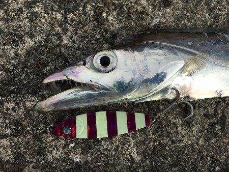 爆釣の武庫一へ!