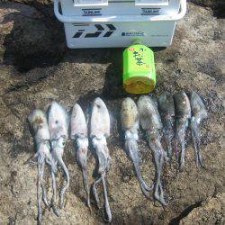 舞鶴アオリイカ目指せ爆釣隊