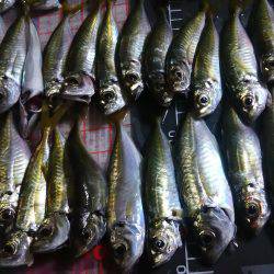 どこも人でいっぱい