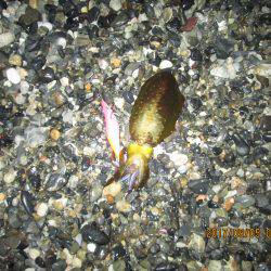 餌木３号にも・・・元気だねぇ～