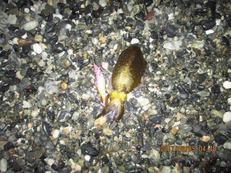 餌木３号にも・・・元気だねぇ～