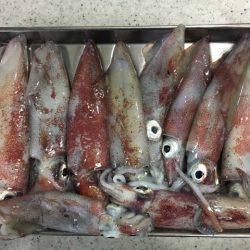 そろそろ終盤の明石ケンサキイカ