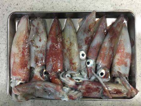 そろそろ終盤の明石ケンサキイカ