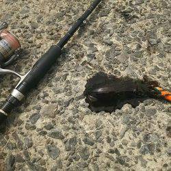 ４日お昼休みにエギング