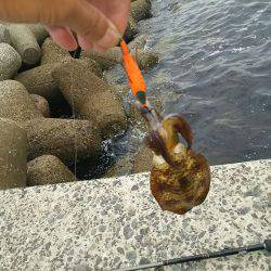 9/5お昼休みエギング