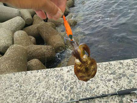 9/5お昼休みエギング