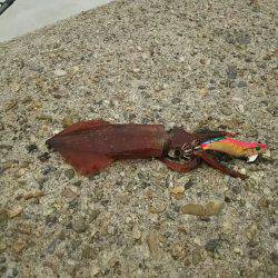 ６日お昼休みエギング