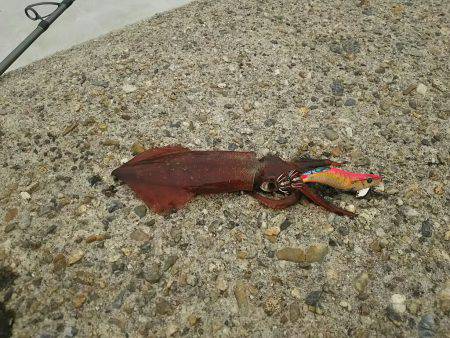 ６日お昼休みエギング