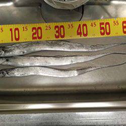 水軒鉄鋼団地で今期初タチウオ…とオマケ