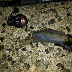 台風前にエギング