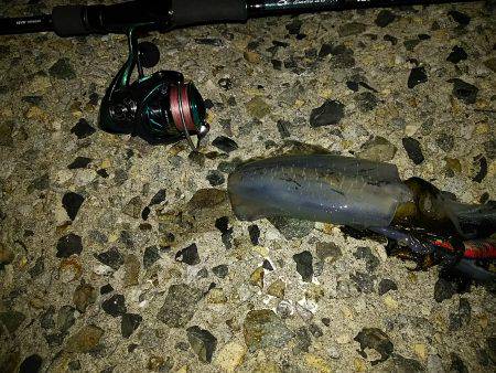 台風前にエギング