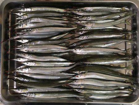 そろそろ盛期入り、武庫川尻のサヨリ！