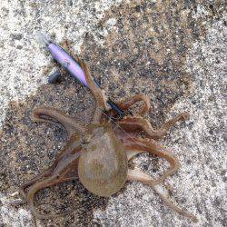 垂水漁港でエギング！！