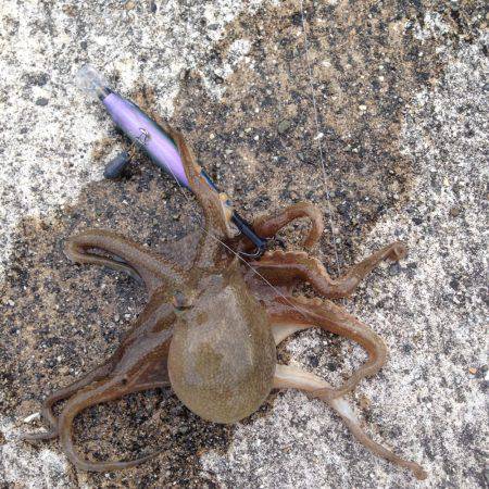 垂水漁港でエギング！！