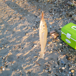 チョイ投げのキス狙い