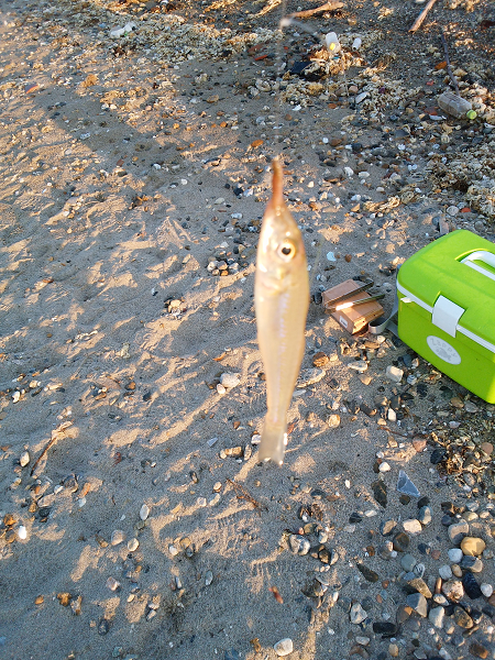 チョイ投げのキス狙い