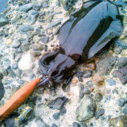 久し振りの調査～♪