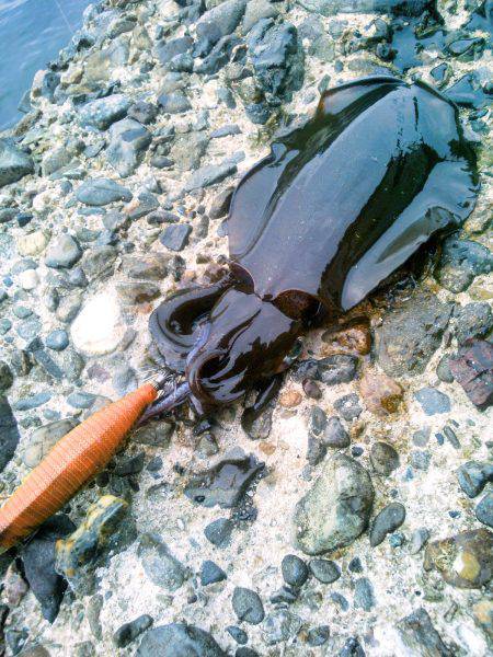 久し振りの調査～♪