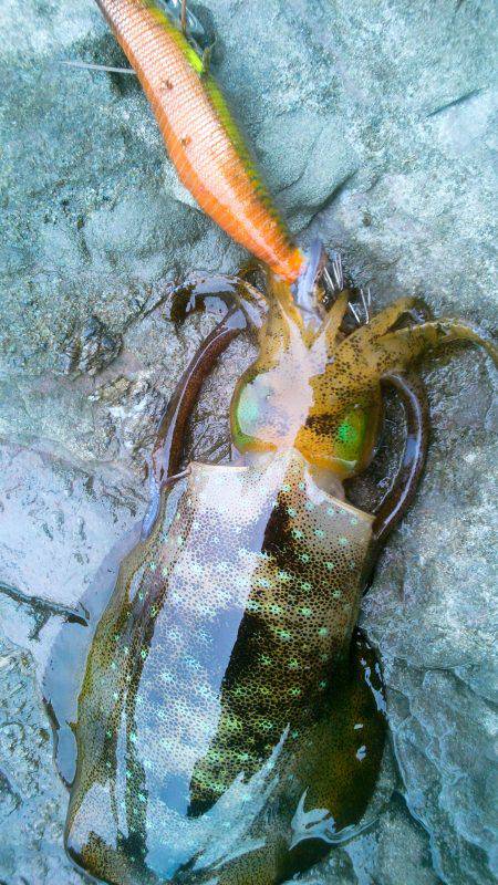 3回連続です･・･・？